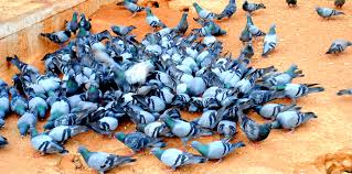 Pigeon Deterrent and Removal | Bird Control